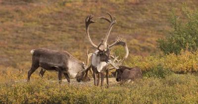 Action to close Alaska caribou and moose hunts in units 23 and 26A deferred until 2022