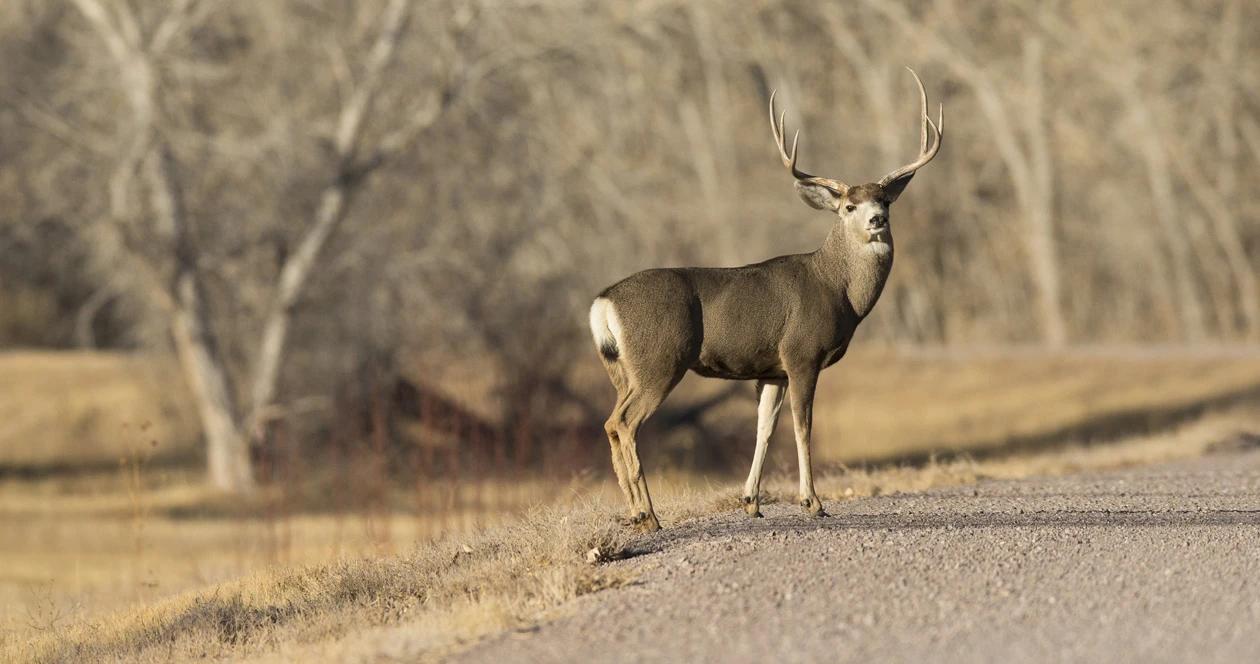 Wyoming mule deer h1_3