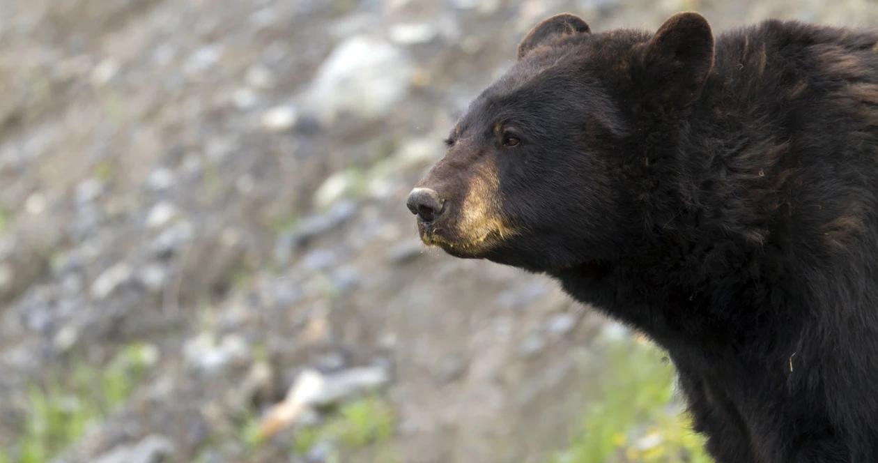 California black bear hunter mauled 1