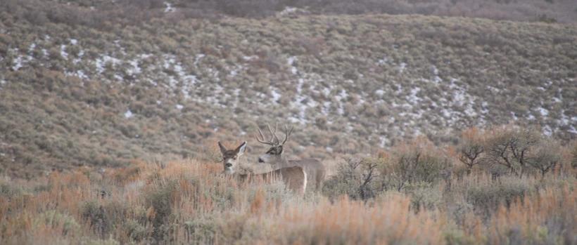 Male/female ratios: What does it mean for hunters?