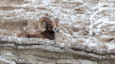 2024 Montana bighorn sheep, moose, mountain goat, and bison hunting application strategy article