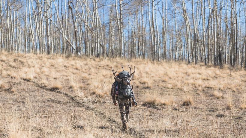 Hunting thick aspens to find mule deer