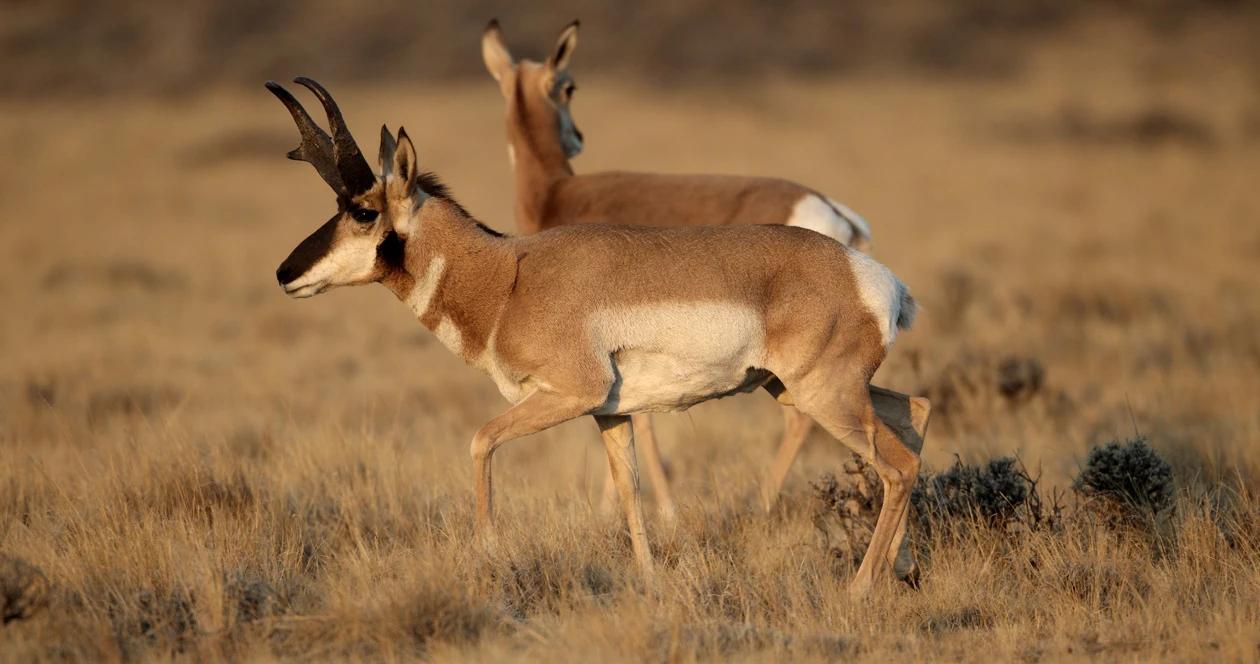 Application strategy 2022: Arizona Antelope