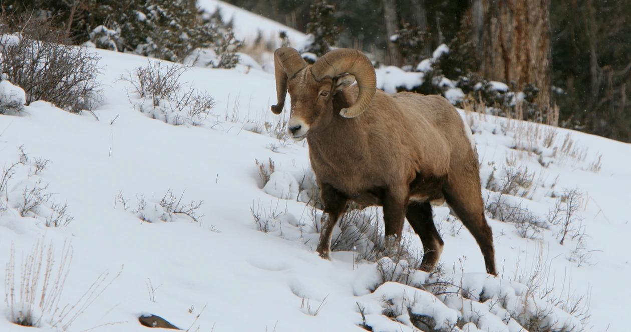 South dakota bighorn sheep tag h1
