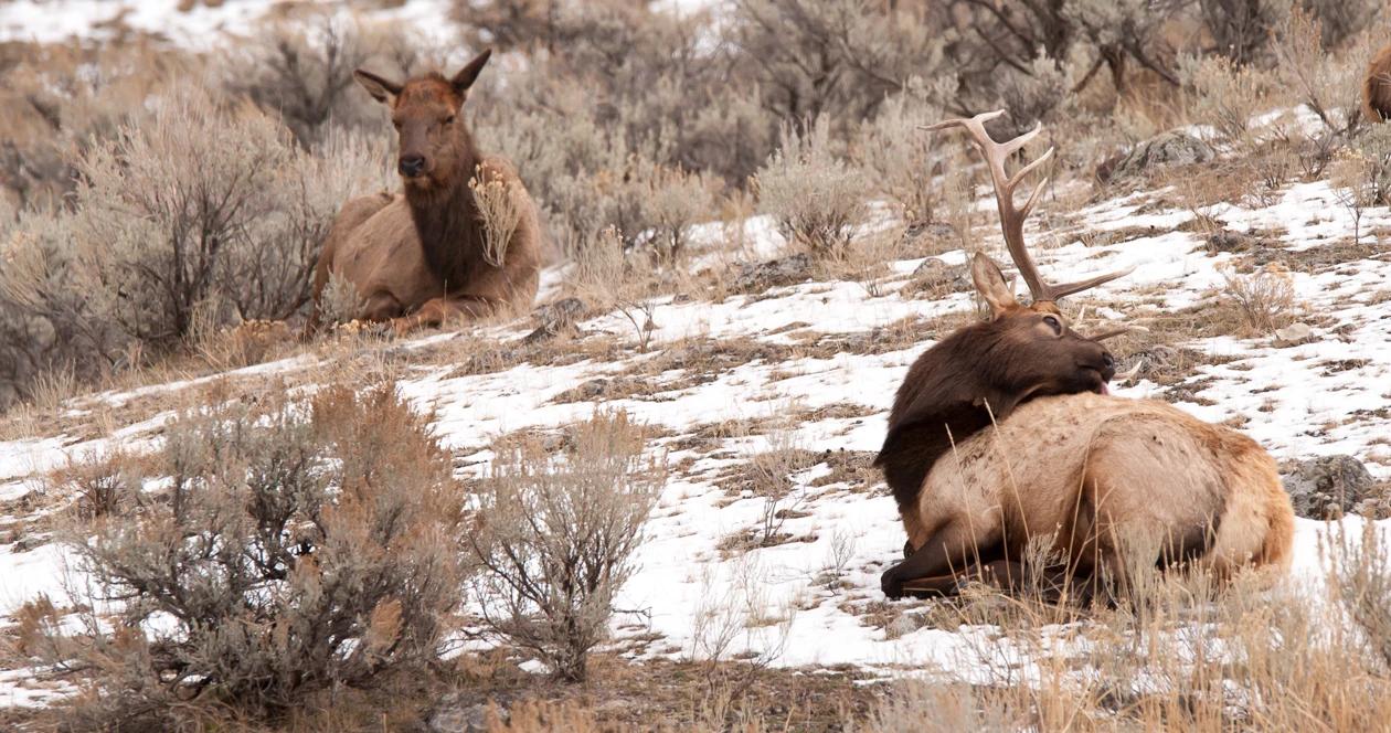 Montana elk hunting bill h1