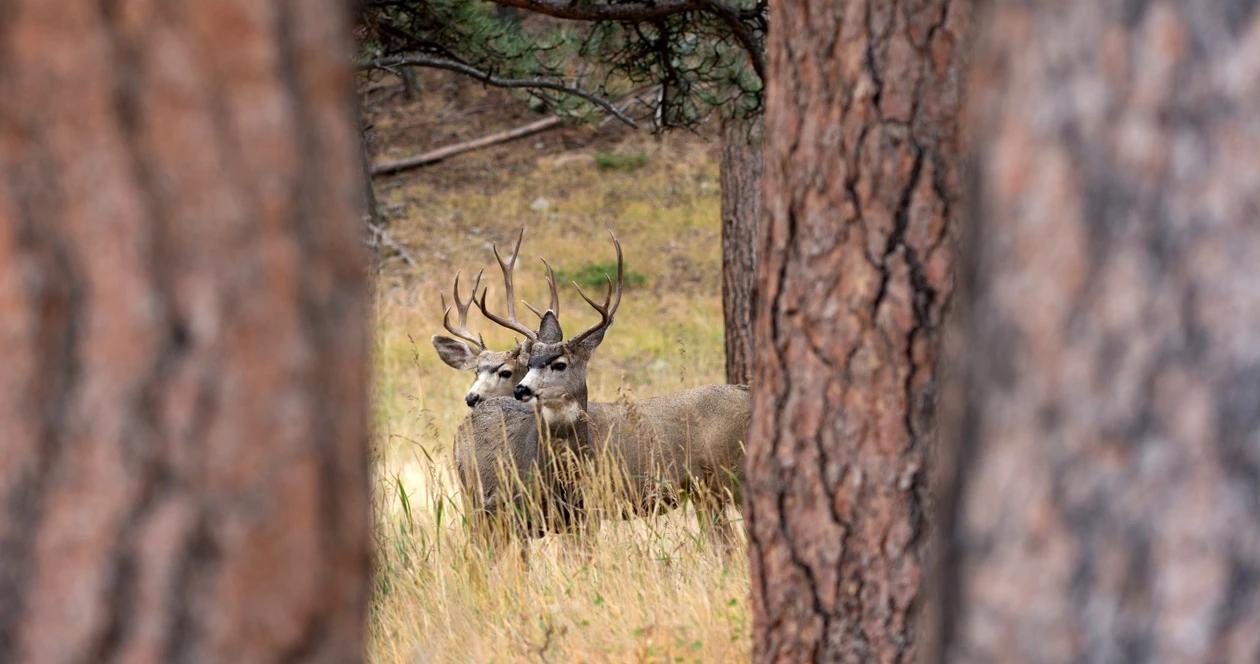First case of cwd found in yellowstone mule deer 1