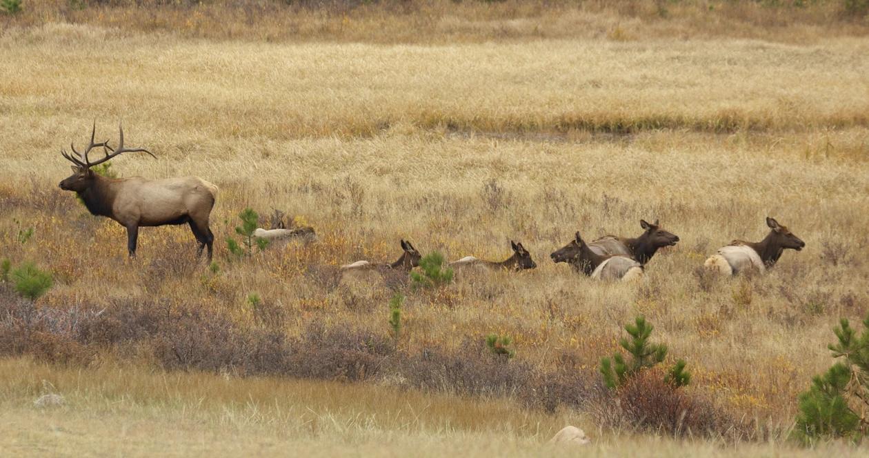 Wyoming elk feedgrounds phase 2 h1