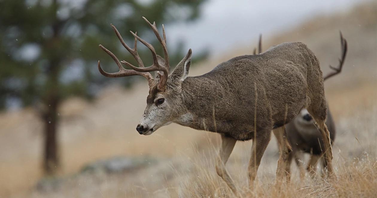 Wyoming mule deer migration h1