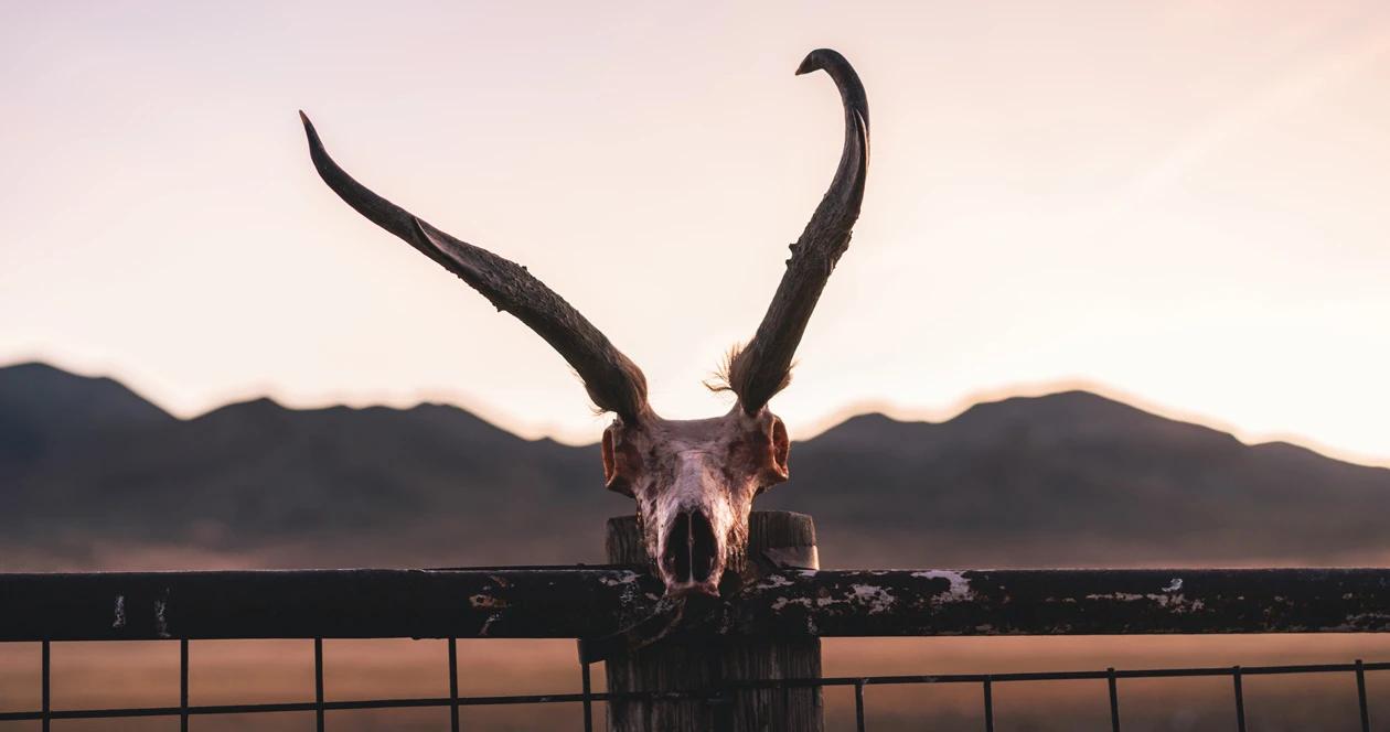 Wide antelope buck horns 1
