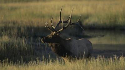 List of returned Idaho nonresident general season deer and elk tags June 2024