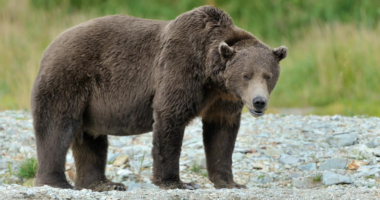 Bear on montana trail shut down h1