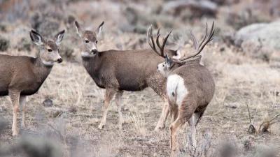 Tips for Nevada's 2023 nonresident mule deer guided draw