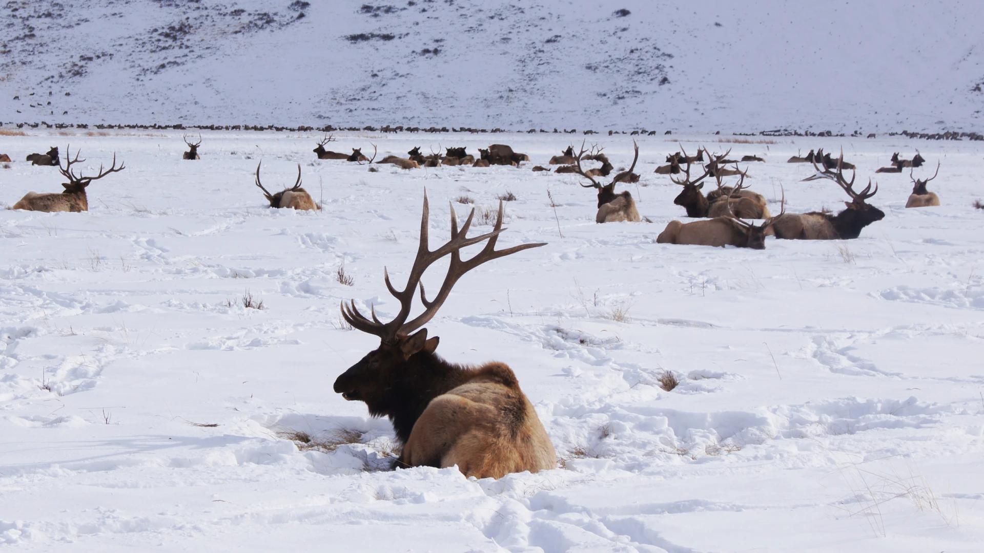 Status of Bridger-Teton elk feedgrounds in Wyoming unknown