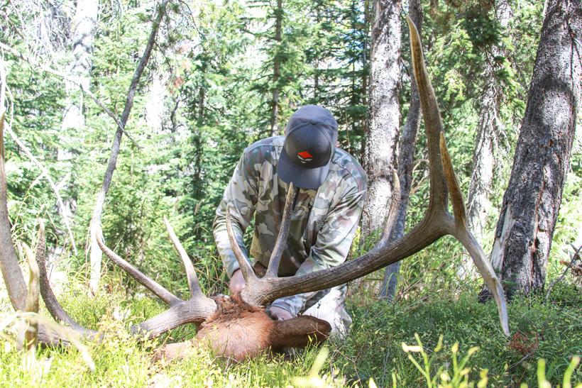 Ron elmer cutting up his bull elk