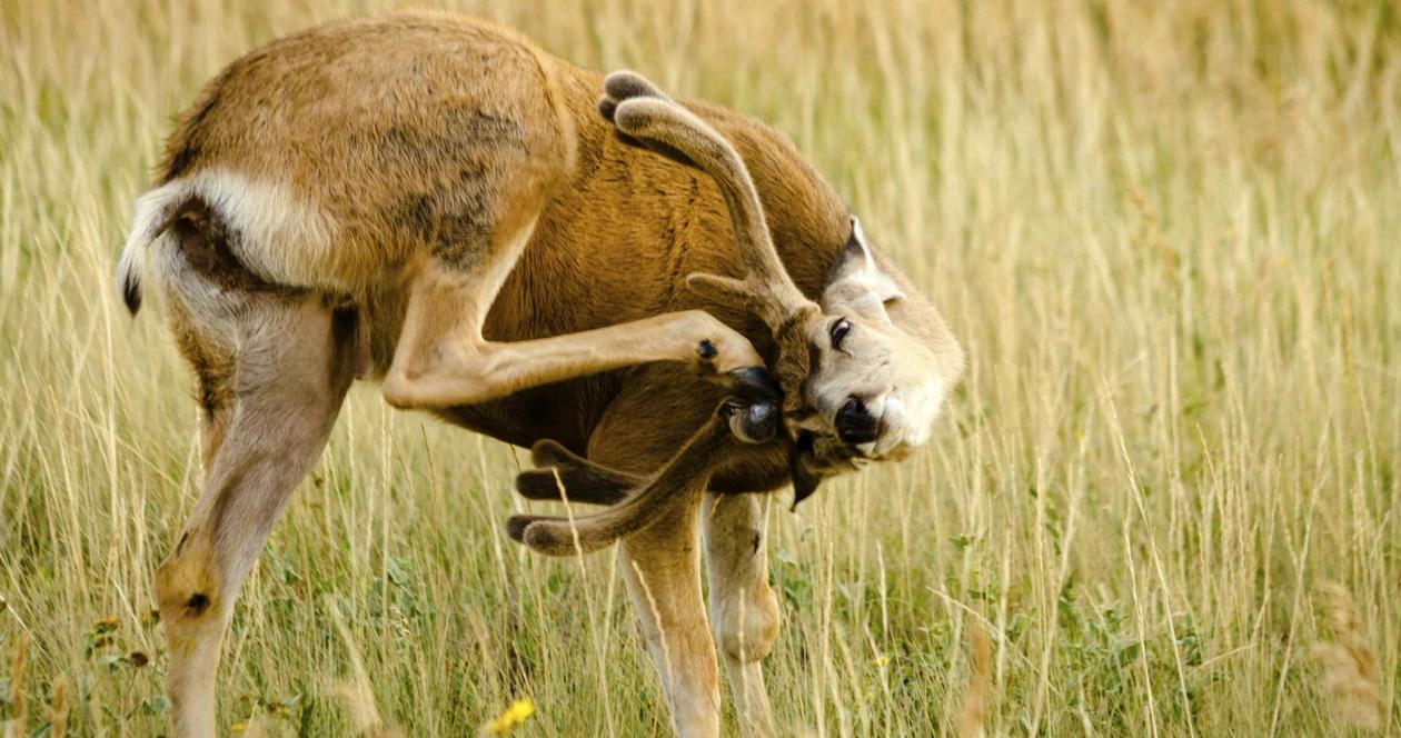 Idaho mule deer and elk numbers on the rise 1
