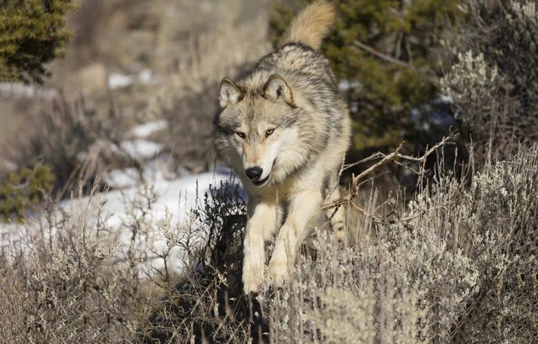 Wolf jumping over sagebrush 1