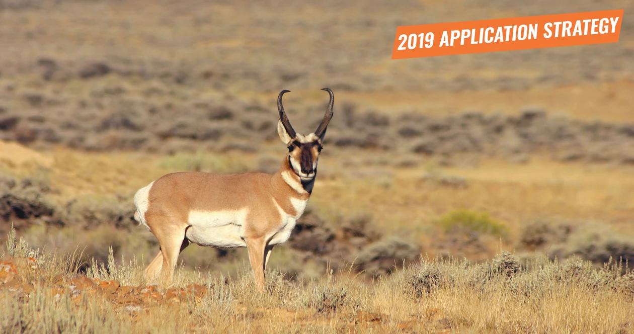 2019 montana antelope application strategy article 1