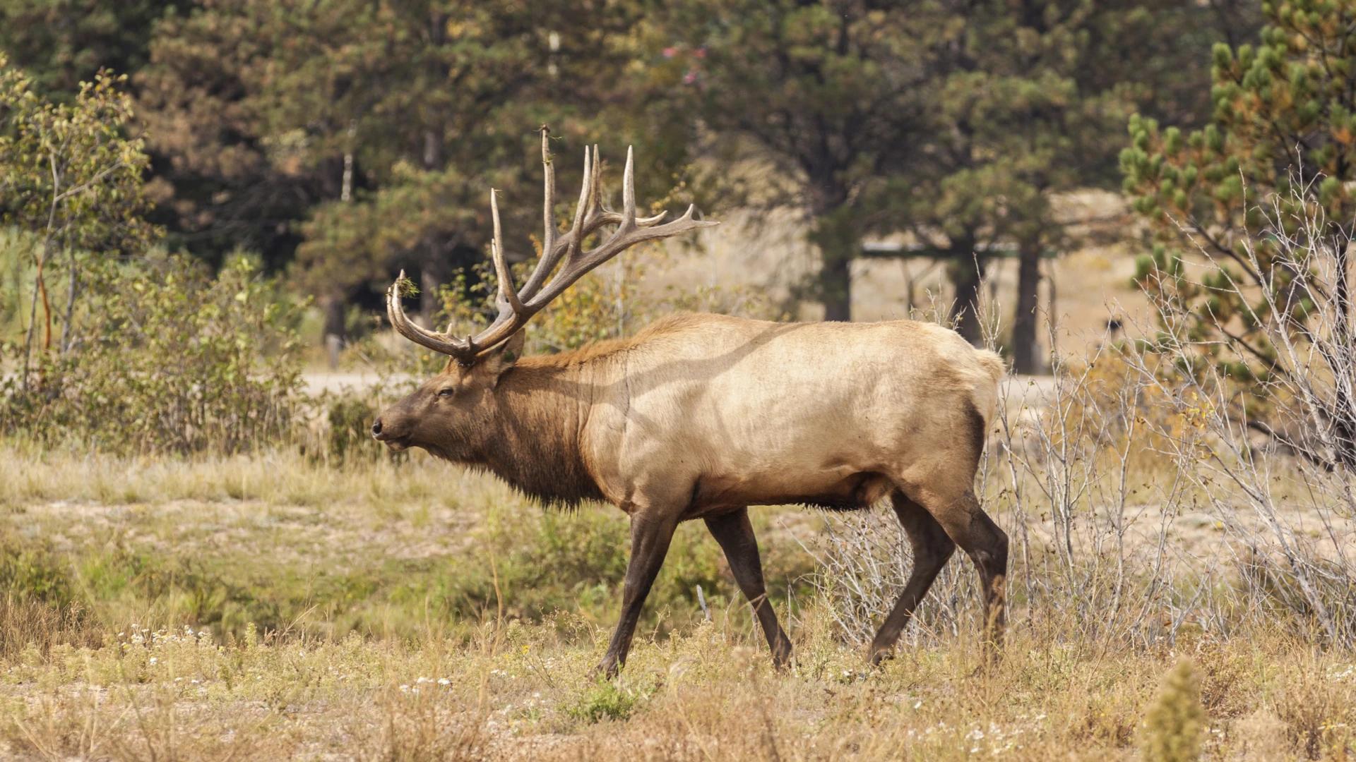 GOHUNT's 2024 New Mexico elk and antelope application strategy article