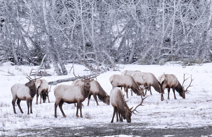 Herd of wintering bull elk