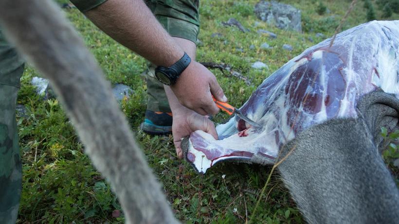 Caping a mule deer with a Havalon Piranta replaceable blade knife