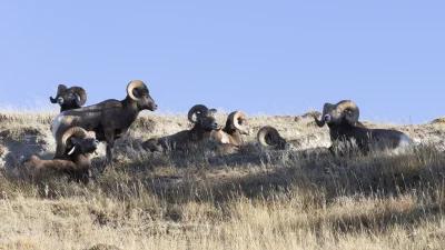 Colorado bighorn sheep, moose and mountain goat application strategy article