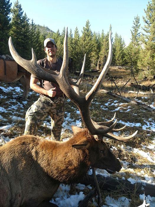 Montana bull elk taken with powder river outfitters