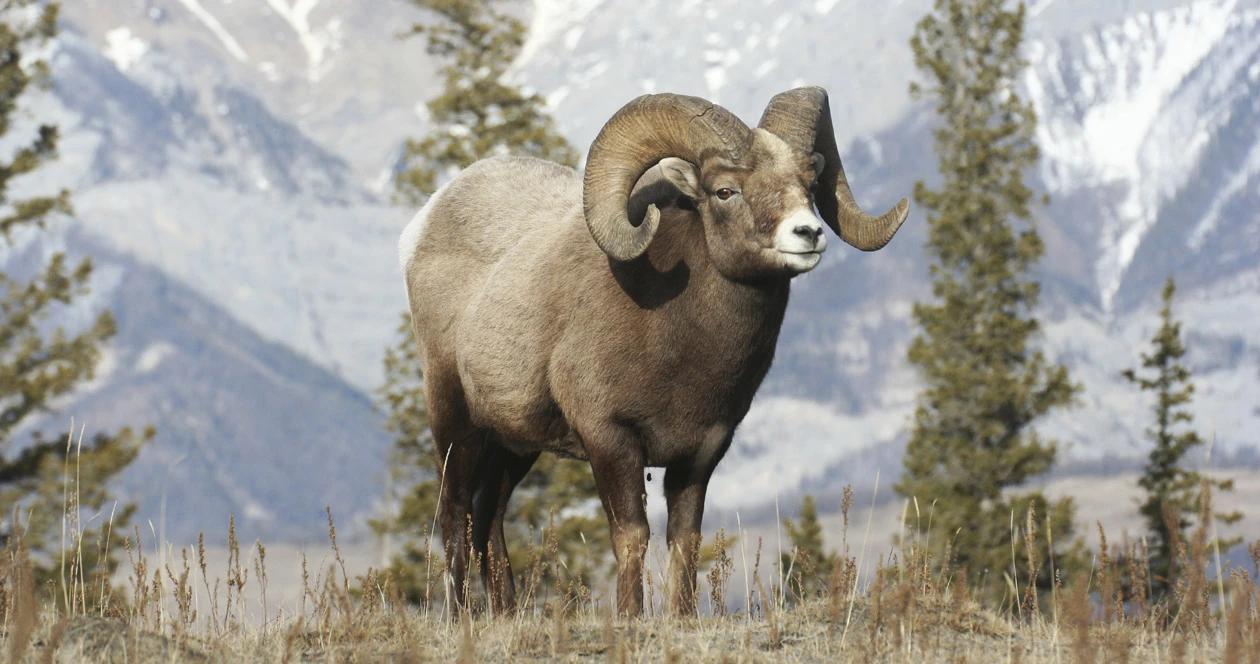 Study looks at sociality and disease in bighorn sheep 1