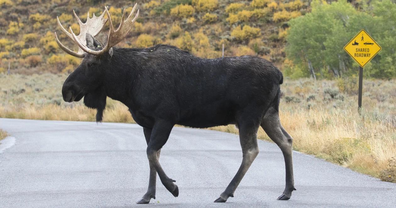 Alaskan moose h1