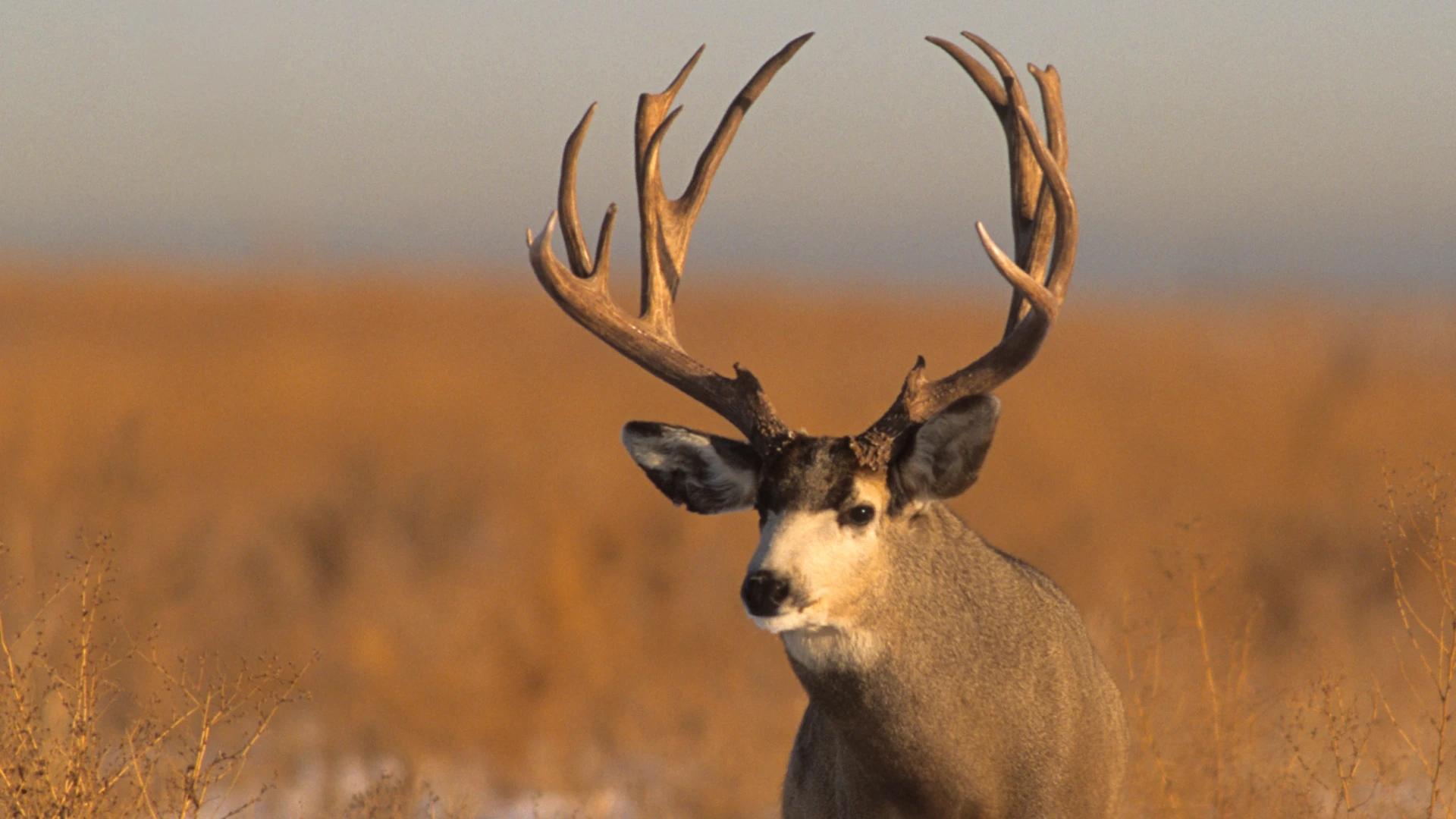 2024 Wyoming mule deer and antelope application strategy article