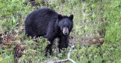 Poached nevada black bears h1