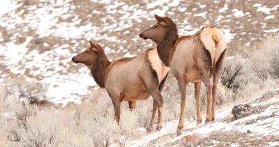 Montana elk numbers h1