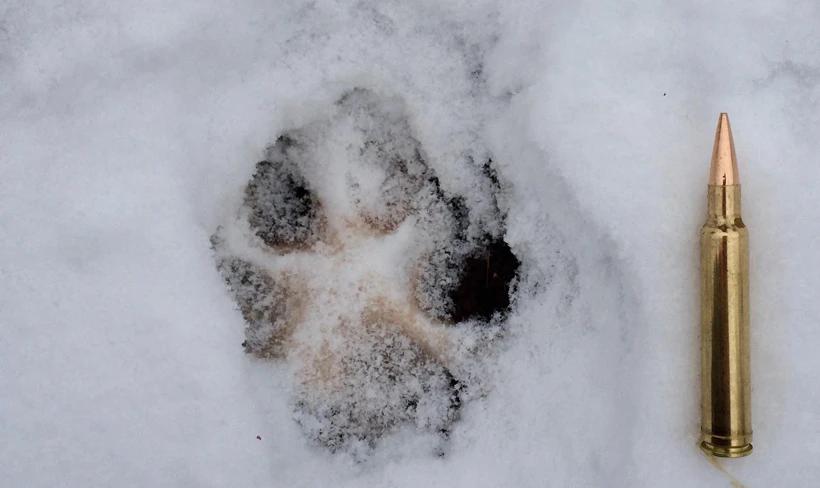Wolf track in snow from Montana