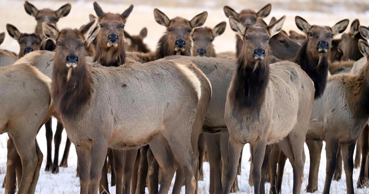Montana elk herd h1_0