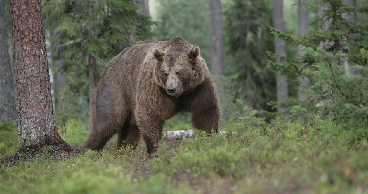 Yellowstone grizzly bear protections h1