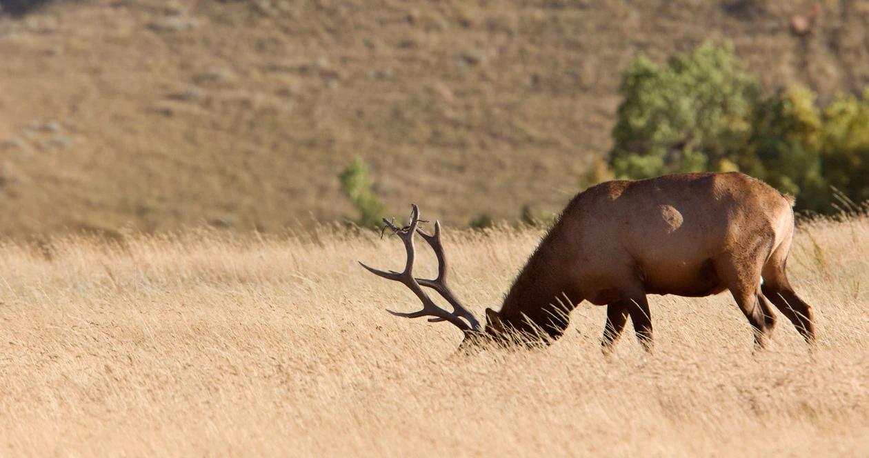 Idaho’s new licensing system is more hunter friendly