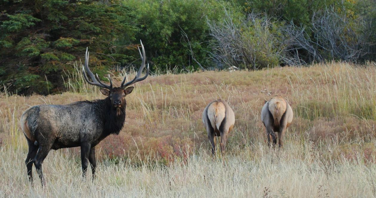 Idaho returned deer elk tags september 16 update 1
