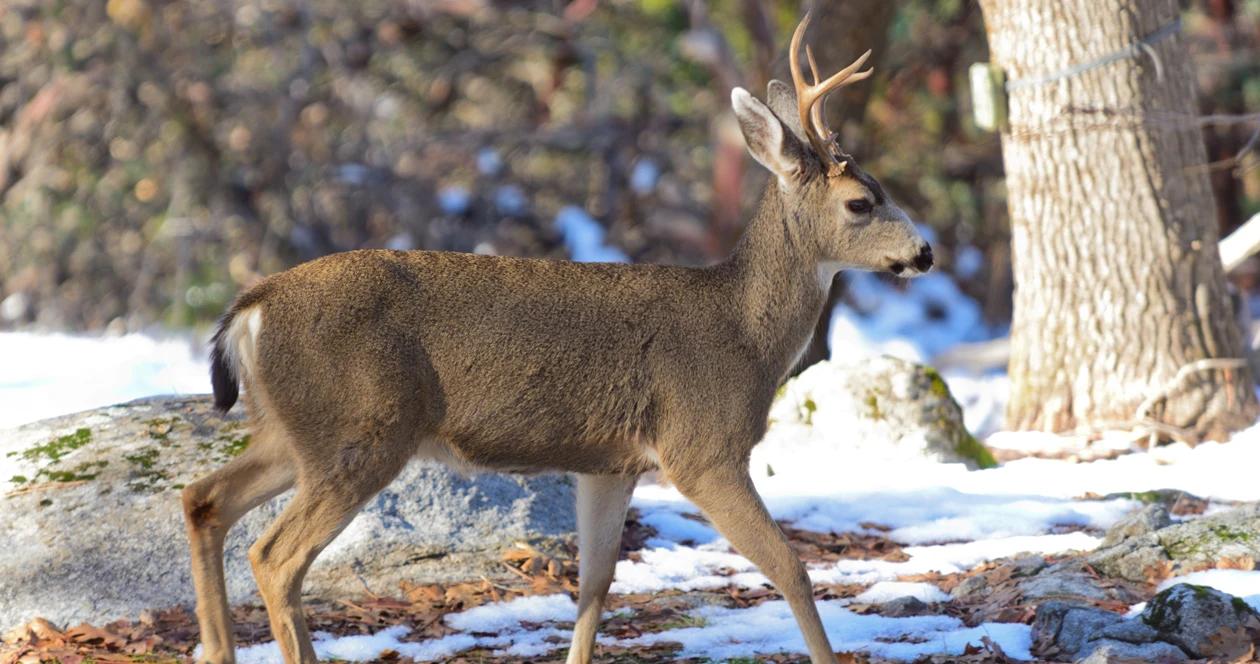 10 5 british columbia blacktail deer disease H1