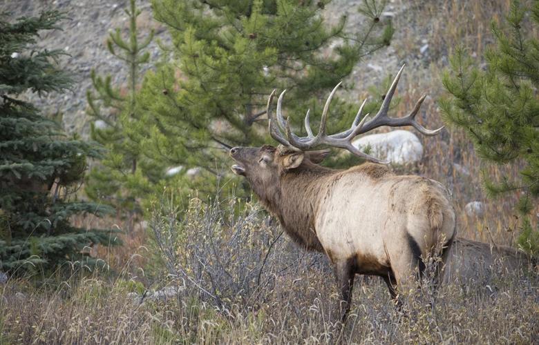 Montana bull elk h1