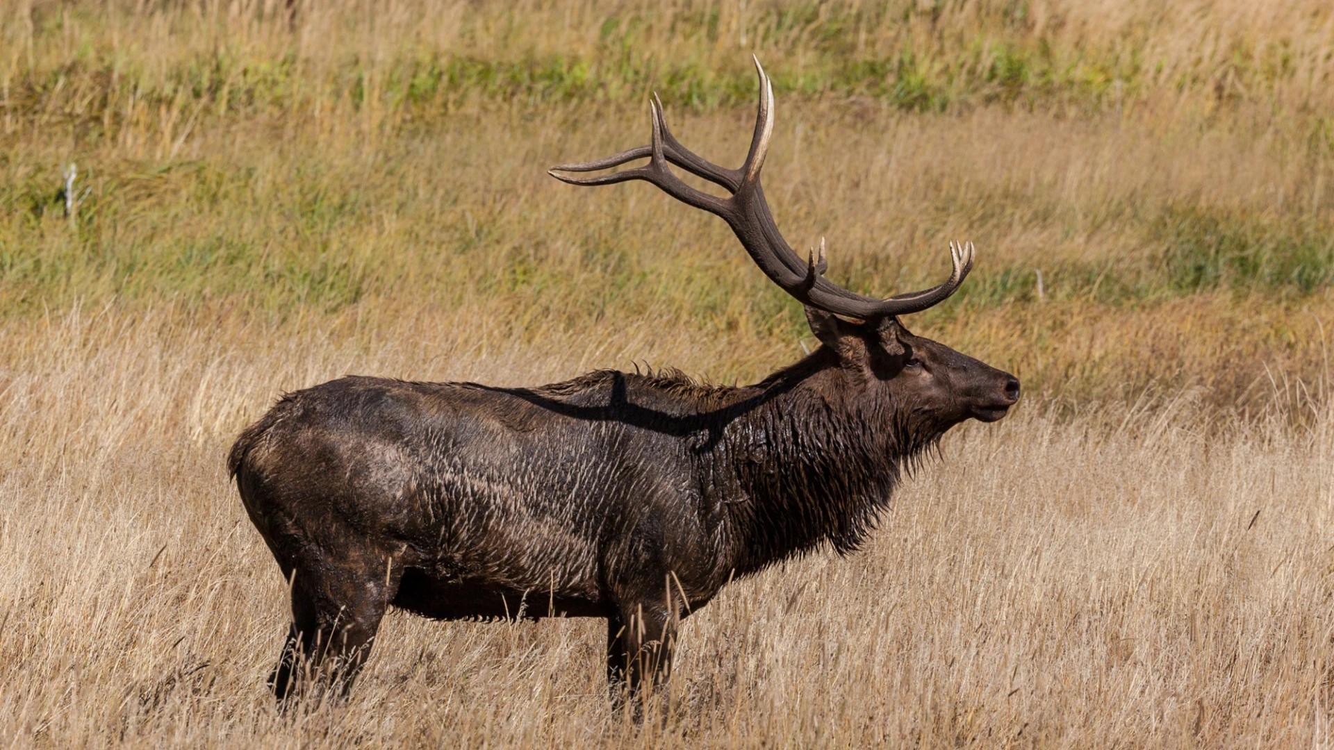 2015 Montana deer and elk application strategy article
