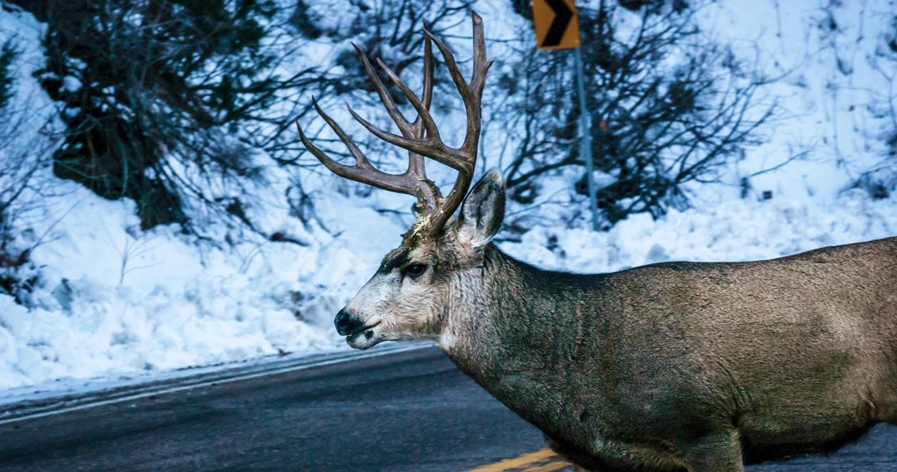 Mule deer crossing road h1_1