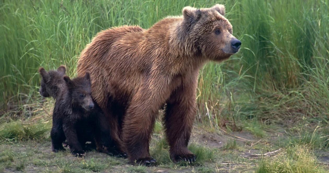 Washington grizzly bear h1
