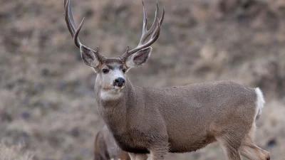 CWD confirmed in California elk and deer