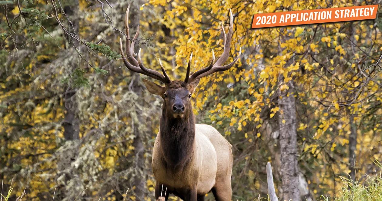Utah elk and antelope application strategy h1