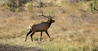 APPLICATION STRATEGY 2022: Arizona Elk