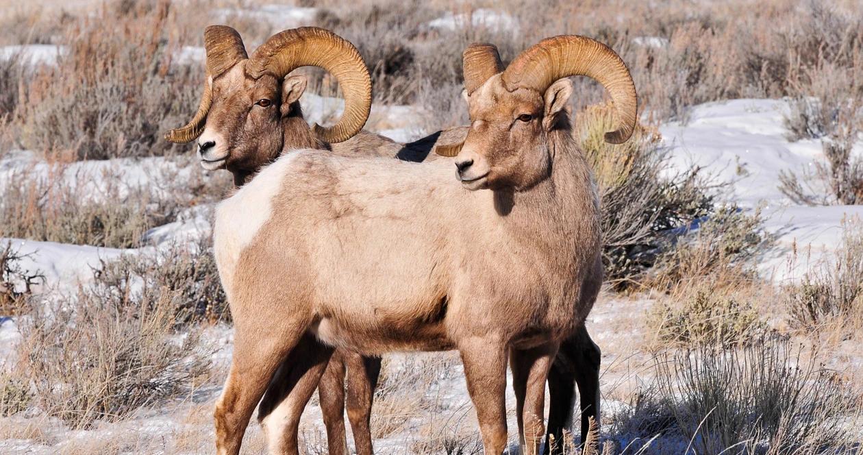 Colorado bighorn sheep h1