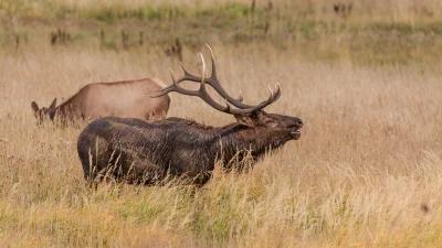 2024 Colorado elk and antelope application strategy article