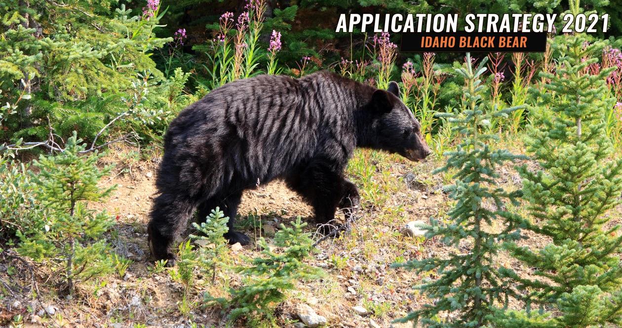 Idaho spring black bear controlled hunt application strategy 1