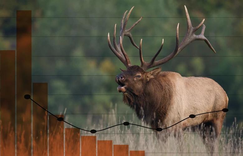 Bull elk bugling for montana elk application strategy article 1