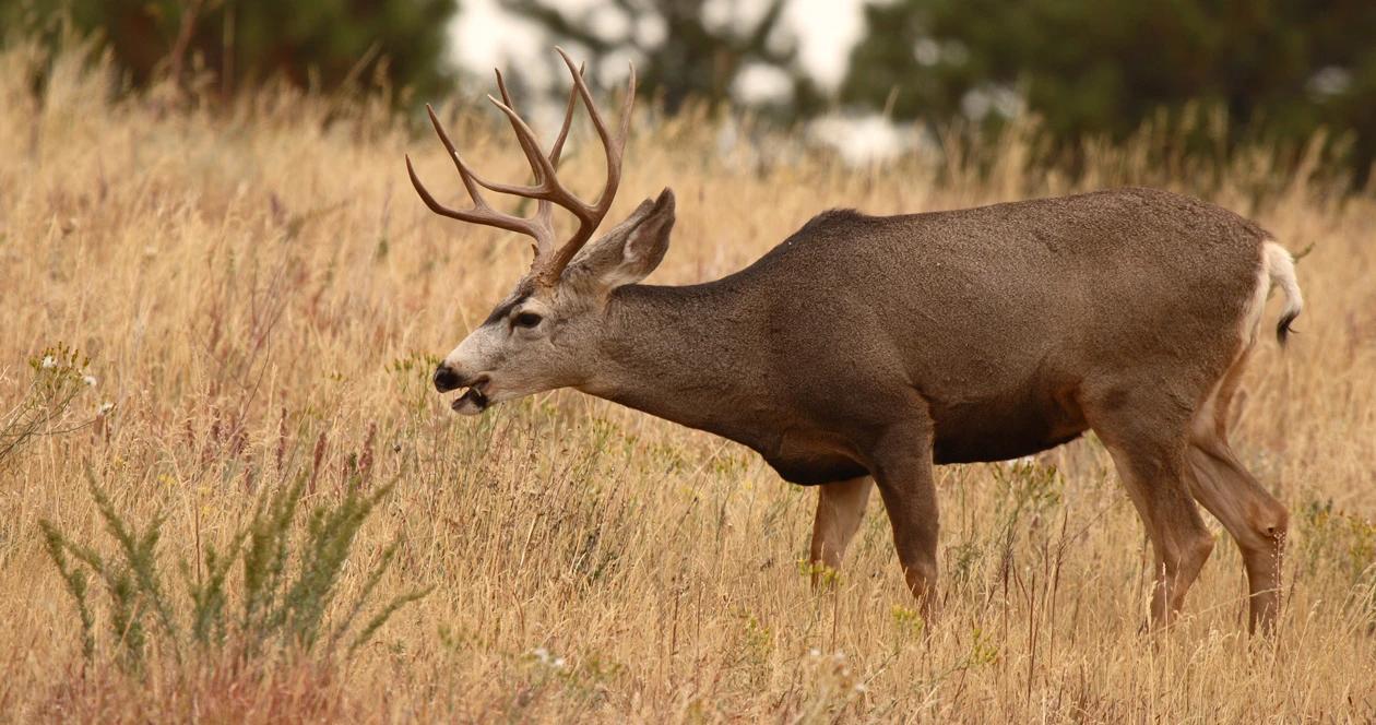 Texas antler restrictions h1_0
