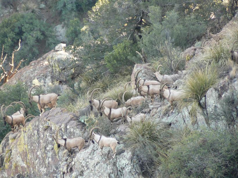 APPLICATION STRATEGY 2015: New Mexico sheep and exotics